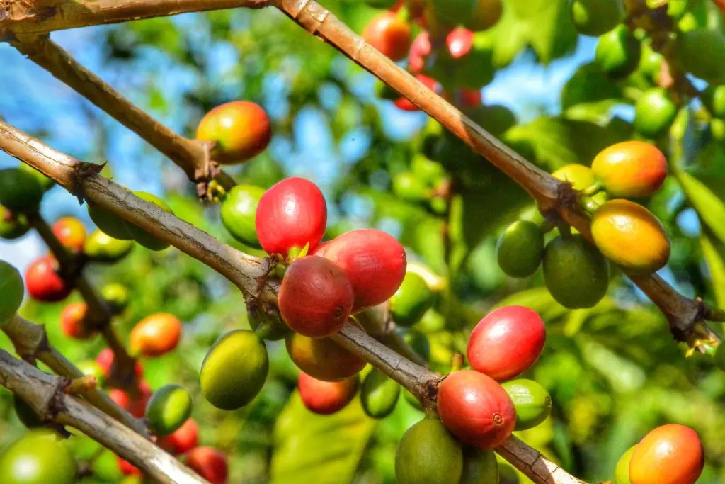 Coffee cherry harvesting in a Sipi Falls coffee farm during Kalenjin Coffee project harvesting season