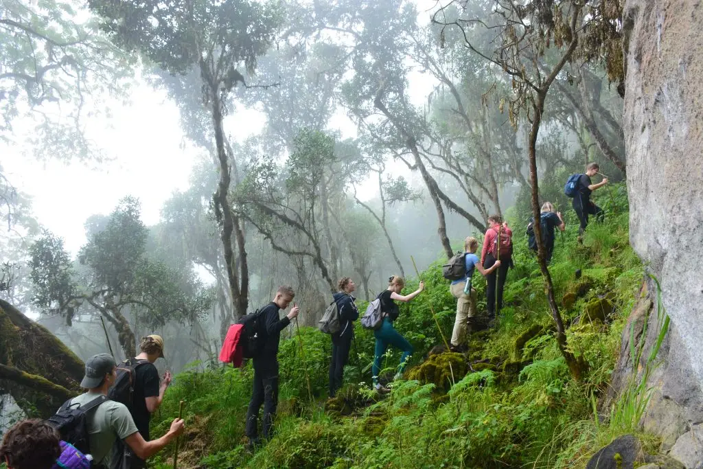Hikers trekki ng through Montane forest on Bushiyi trail in Mount Elgon Eastern Uganda