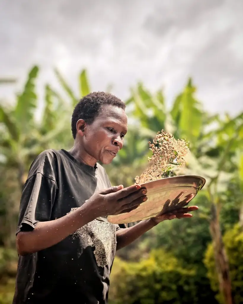 Sipi Falls coffee tour with local farmer winnowing freshly harvested Arabica Coffee beans in eastern Uganda