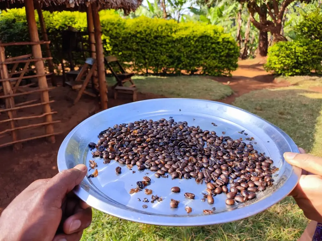 Community coffee experience during Sipi Falls hiking and coffee tour