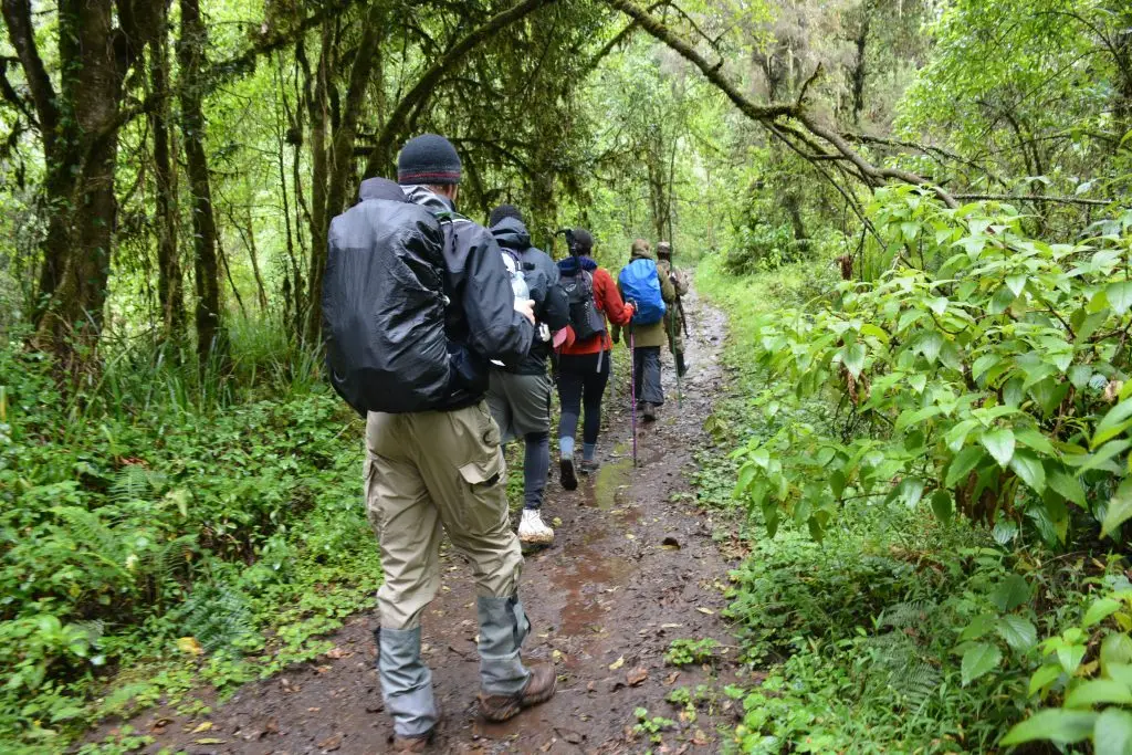 Hikers trekking through forest on the 4 Days Mount Elgon Summit Trek via Bushiyi Trail