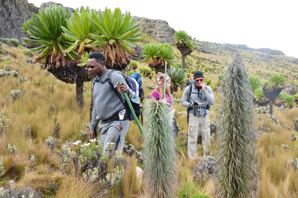 Hikers during 5 days Mount Elgon hike on Sipi–Bushiyi Trail