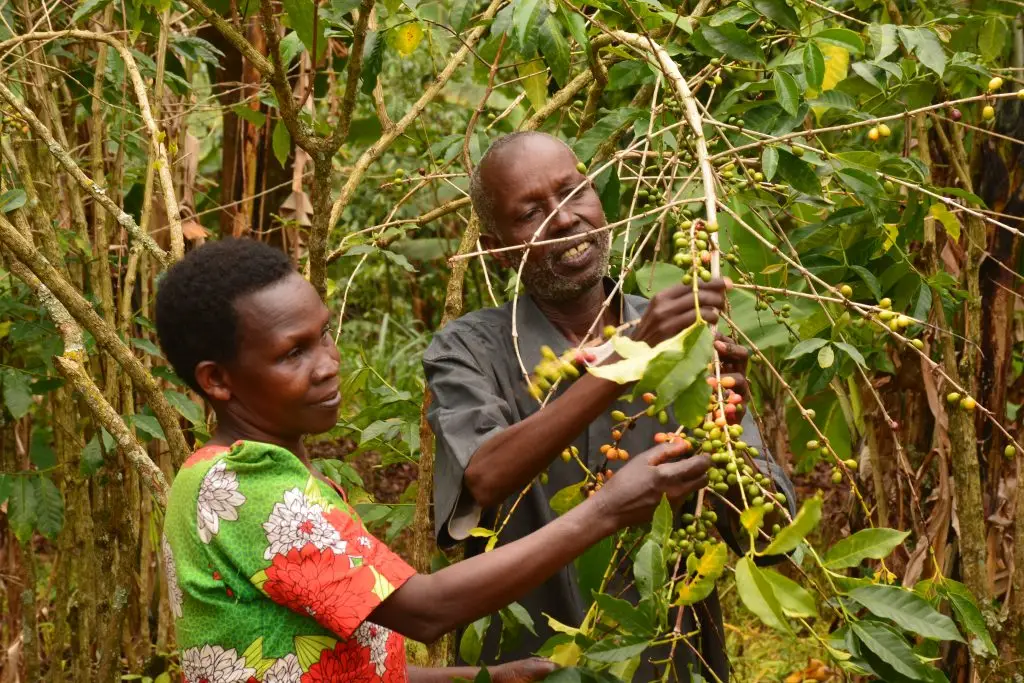 Coffee harvesting by local farmers in Sipi Falls on the slopes of Mount Elgon in Kalenjin Coffee project